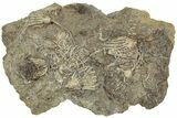 Plate of Crinoid Fossils (Three Species) - Gilmore City, Iowa #232270-1